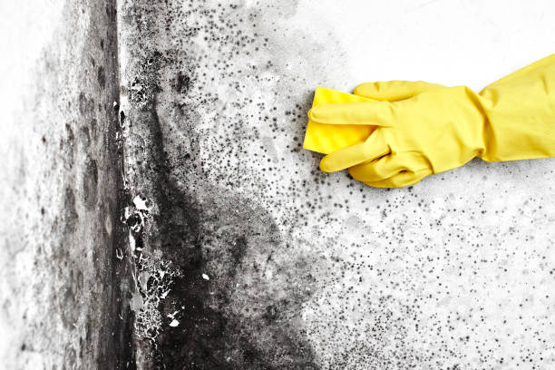 Best Affordable Mold Removal  in Huntersville, NC