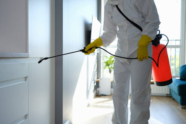 Best Mold Damage Repair  in Huntersville, NC