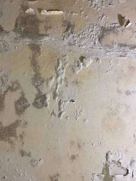Best Local Mold Removal Service  in Huntersville, NC