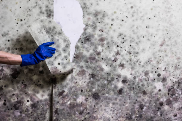 Best Commercial Mold Removal  in Huntersville, NC